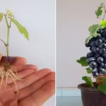 Go Green at Home with Grapes: Sustainable Hacks from Vine to Rind